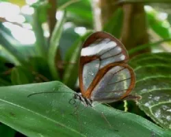 Ithominae.Pseudoscada utilla pusio.