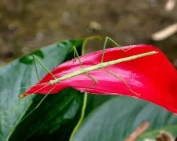Insecto,Calynda bicuspis.