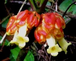 Flores del bosque en el cerro Anguciana. 