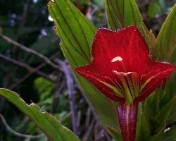 Flor roja del cerro Anguciana.