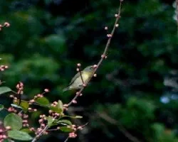 Otro pajarito en la higuera.