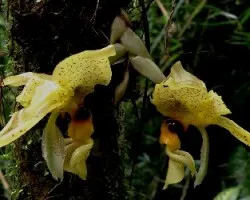 Stanhopea  wardii