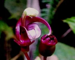 Otra rareza de la selva en el cerro Anguciana.