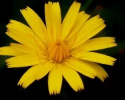 Flor del campo.