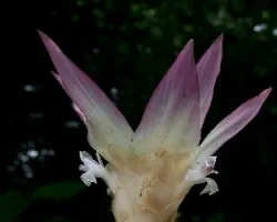 Flor 