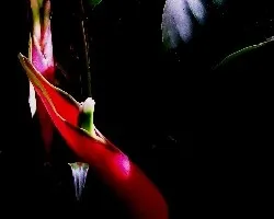 Heliconia acontra luz.