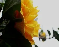 Amapola.