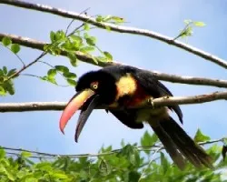 Pteroglossus frantzii