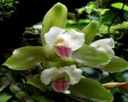 Orquidea . Lycaste.
