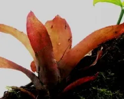 Bromelia roja en un árbol.