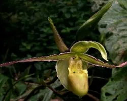 Orquídea,en la selva,estado natural.Phragmipedium longifolium.