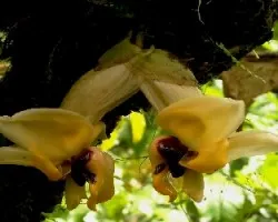 Orquídea,en la selva en su estado natural.Otra stanhopea.