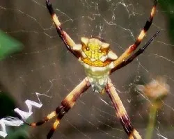 Araña Cara de gato.