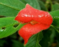 Labios rojos y peludos
