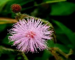 Flor de dormilona.