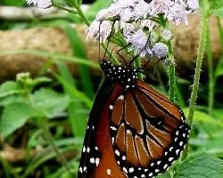 Mariposa. Danaus eresimus montezuma.