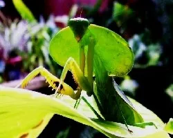 Insecto hoja.