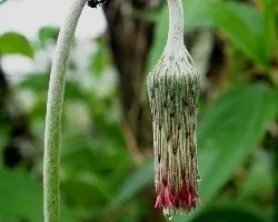 Flor de diente de león sin abrir.
