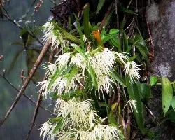 Orquidea.El árbol da frutas y ....orquideas.