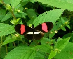 Mariposa .Heliconius melpomene rosina.