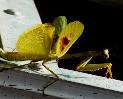 Mantis en el garaje.