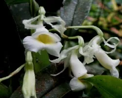 Orquidea.Tricopilia tortilis blanca.