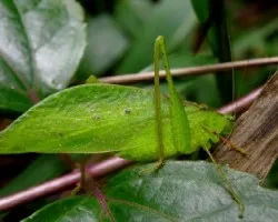 Esperanza.Oroph conspersus