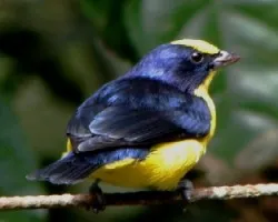  Euphonia laniirostris