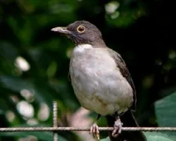  Turdus assimilis