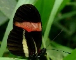Mariposa .Heliconius melpomene rosina.