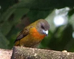 Me darán de comer mañana.