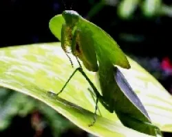 Mantis Boxeador.
