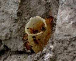 Colmena de abejas mariolitas.