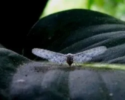 Polilla en posición de despegue