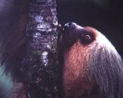 Perezosa de dos dedos,Choloepus hoffmani