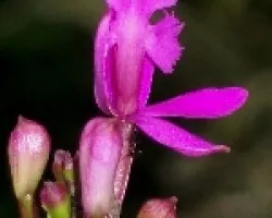 Orquidea semi abierta