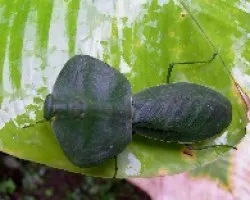 Mantis hoja.