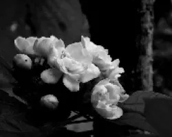 Flor de campo.