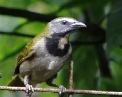 Saltator maximus