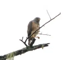 Ejercitando la garra.( Roadside Hawk )