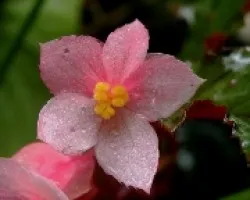 Flor de begonia.
