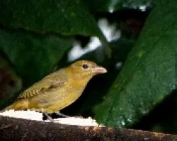 Piranga Rubra hembra