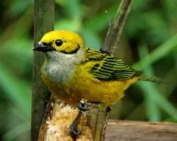 Silver-throated Tanager