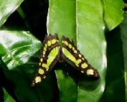 Mariposa.Siproeta stelenes biplagiata. Esta mariposa la tome a una distancia de unos 7 metros.
