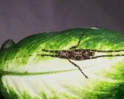 Insecto camuflado.