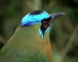 Momotus momota
