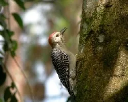 Red-crowned Woodpecker