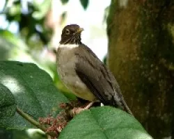 Turdus assimilis