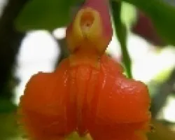 Epidendrum.