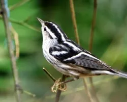 Black-and-white Warbler hembra